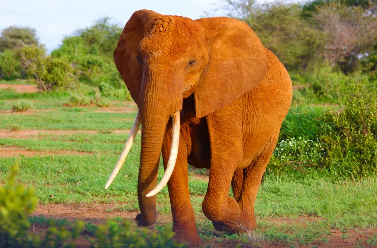 10 Tipps für die perfekte Safari-Reise