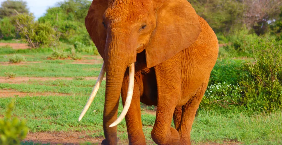 10 Tipps für die perfekte Safari-Reise