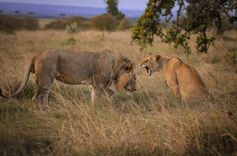 Kenia – Wiege der Menschheit und das moderne Afrika