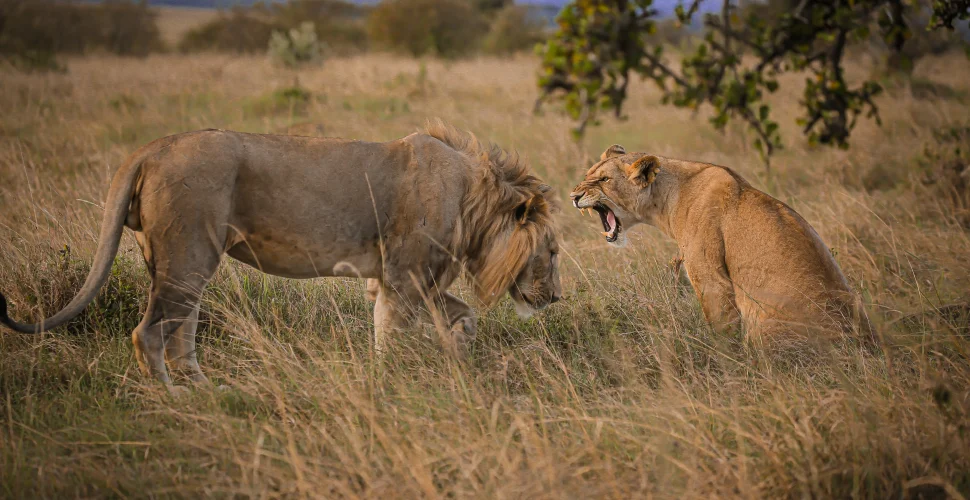 Kenia – Wiege der Menschheit und das moderne Afrika